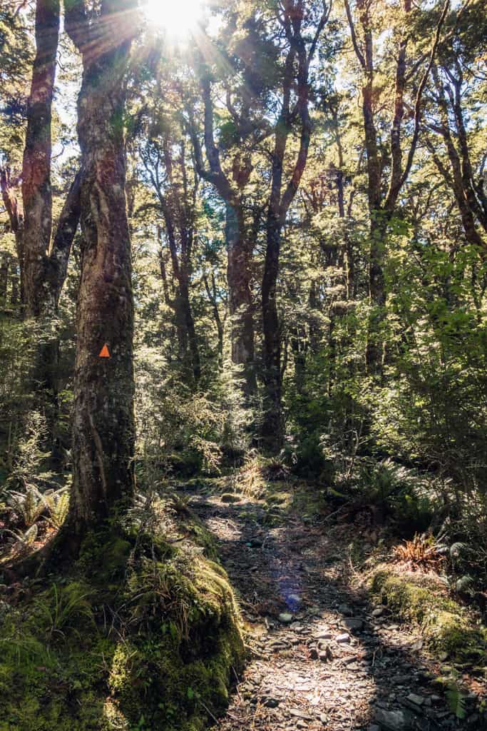 Beech forest along Rob Roy Glacier Track