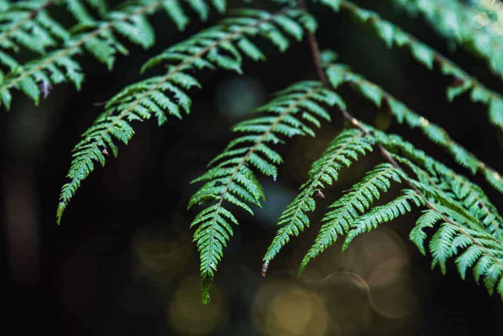 Glittering raindrops on fern