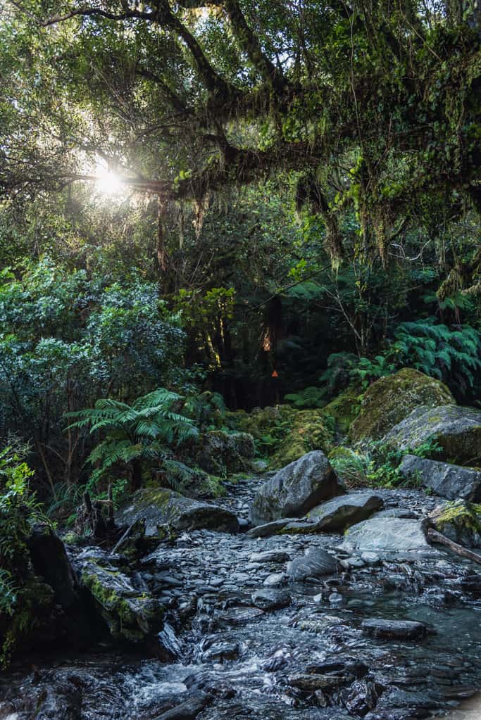 Robert Point Track leads through native rainforest