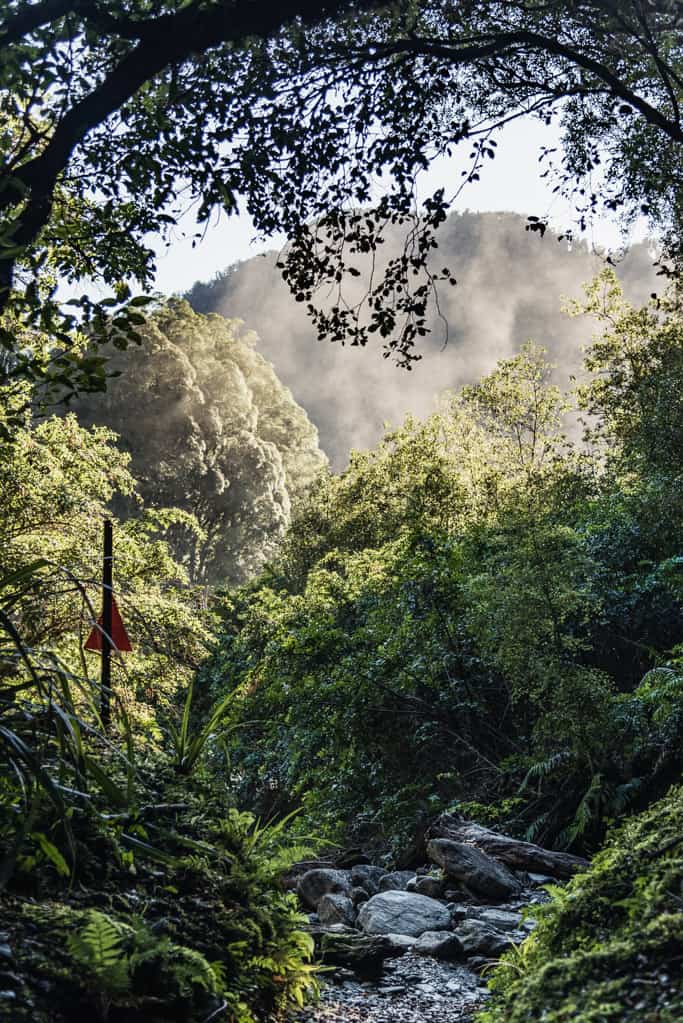 Robert Point Track leads through native rainforest