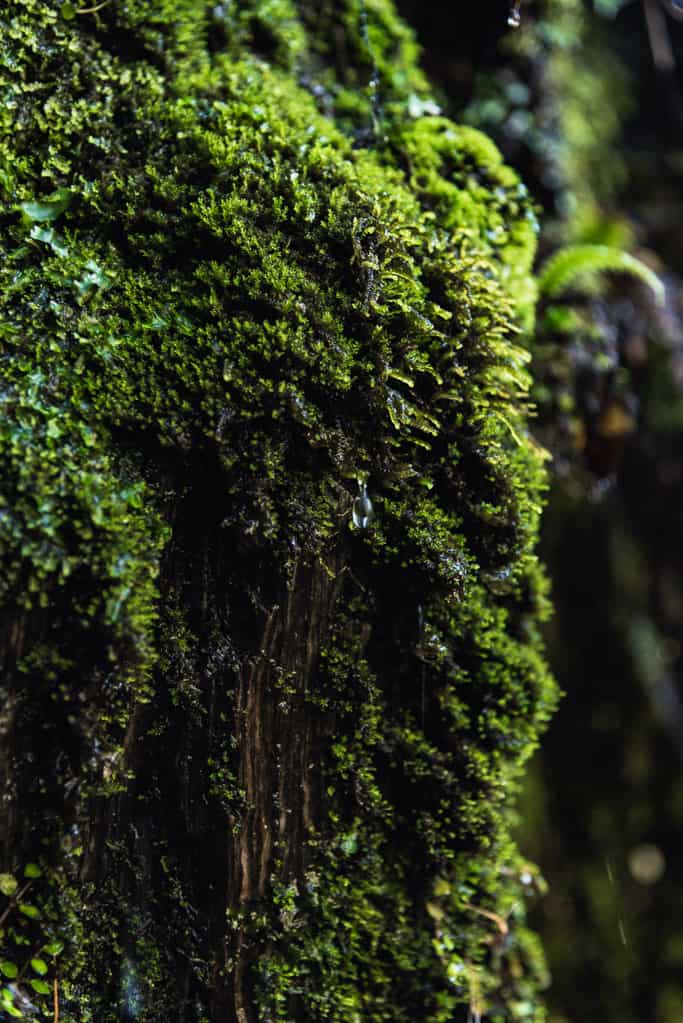Glistering water drops on moss