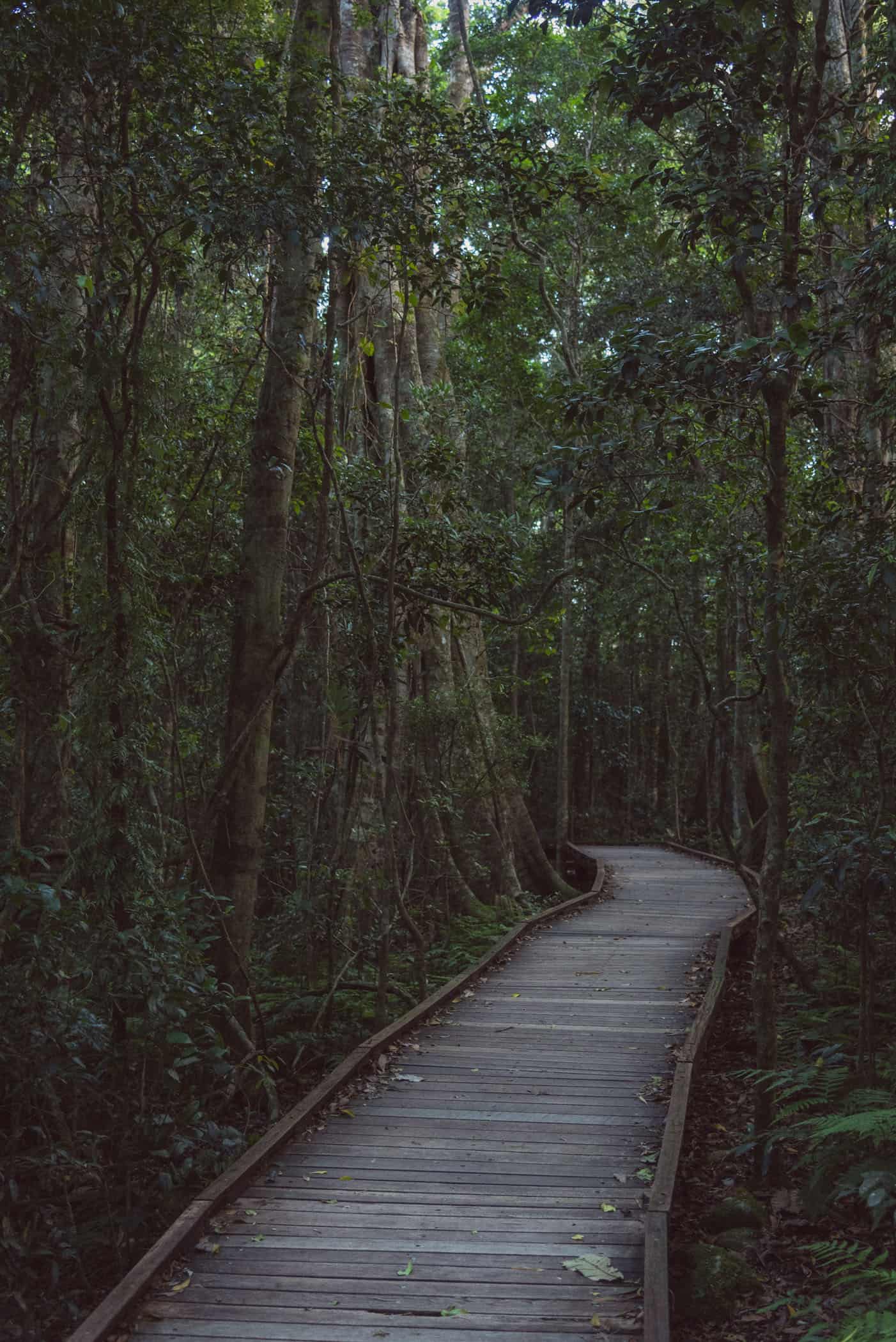 Tree Top Walk at O'Reilly's Lammington National Park Queensland