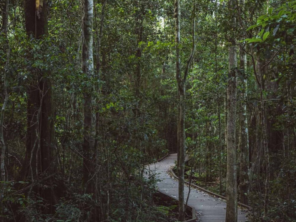 Tree Top Walk at O'Reilly's Lammington National Park Queensland