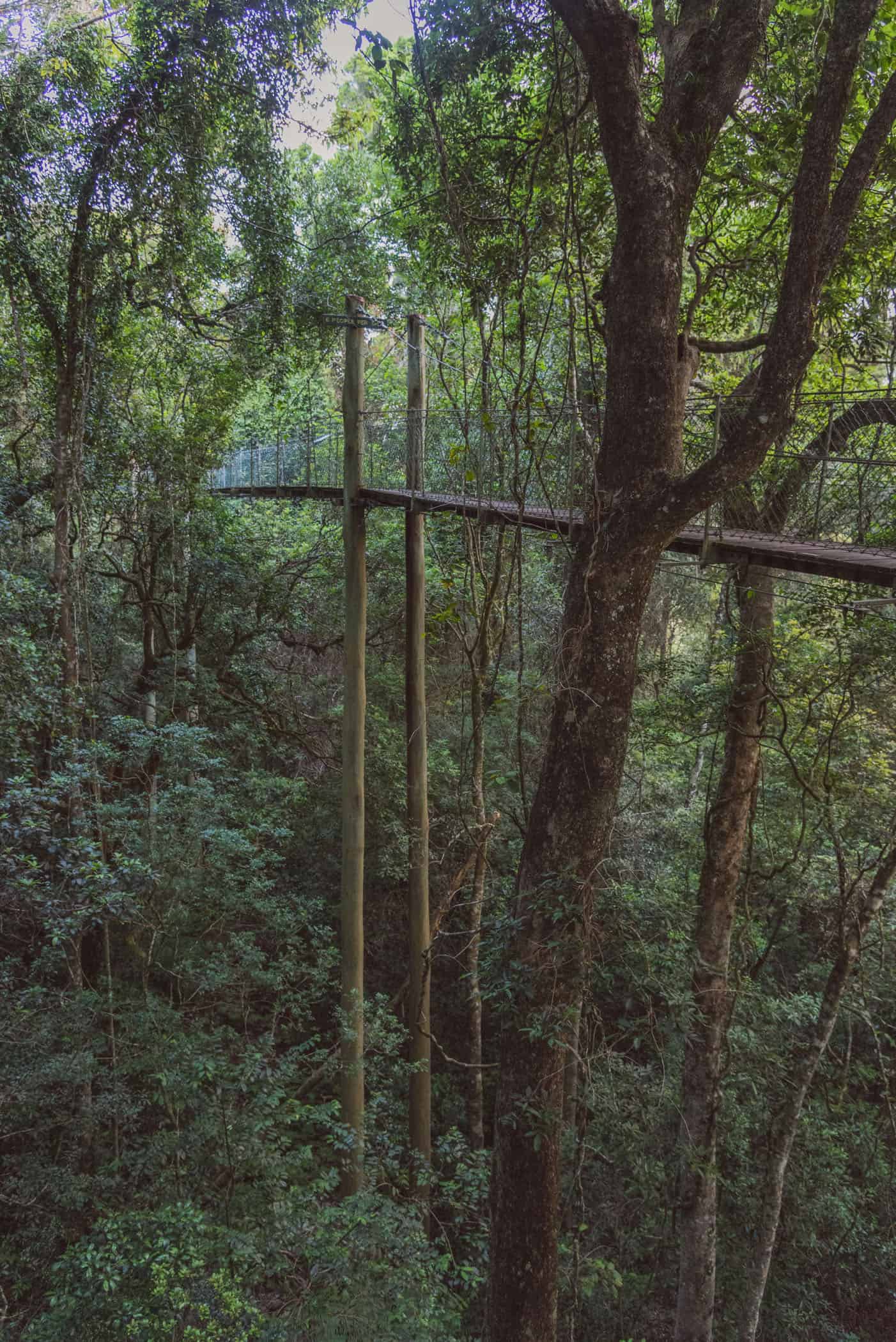 Tree Top Walk at O'Reilly's Lammington National Park Queensland