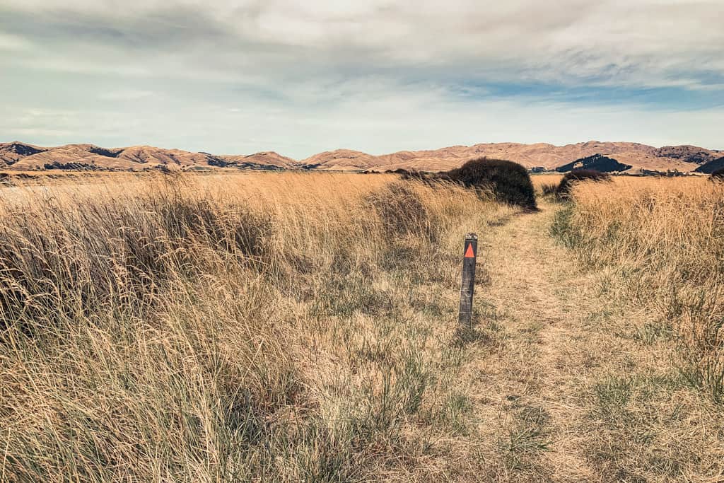 Path at Wairau Lagoon