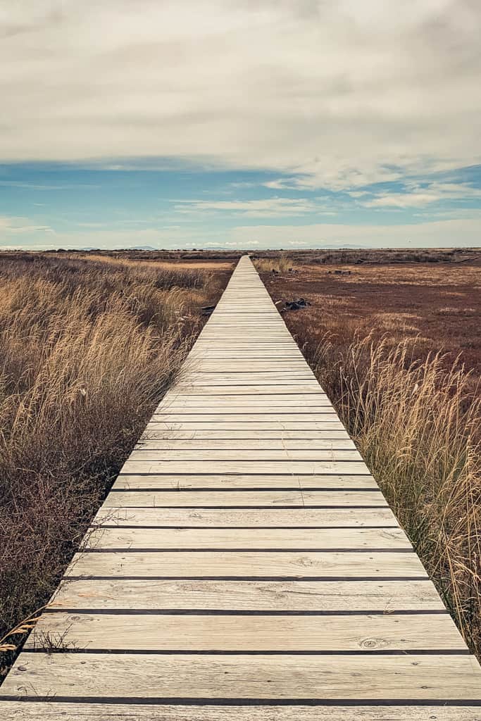 Boardwalk at Wairau Lagoon