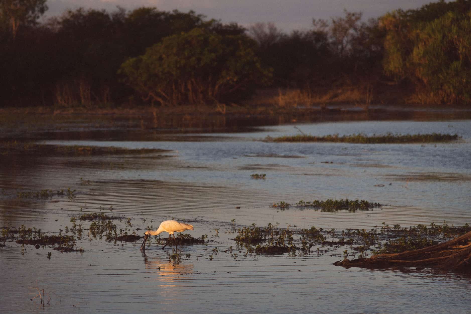 Yellow Water Sunset Cruise Kakadu National Park